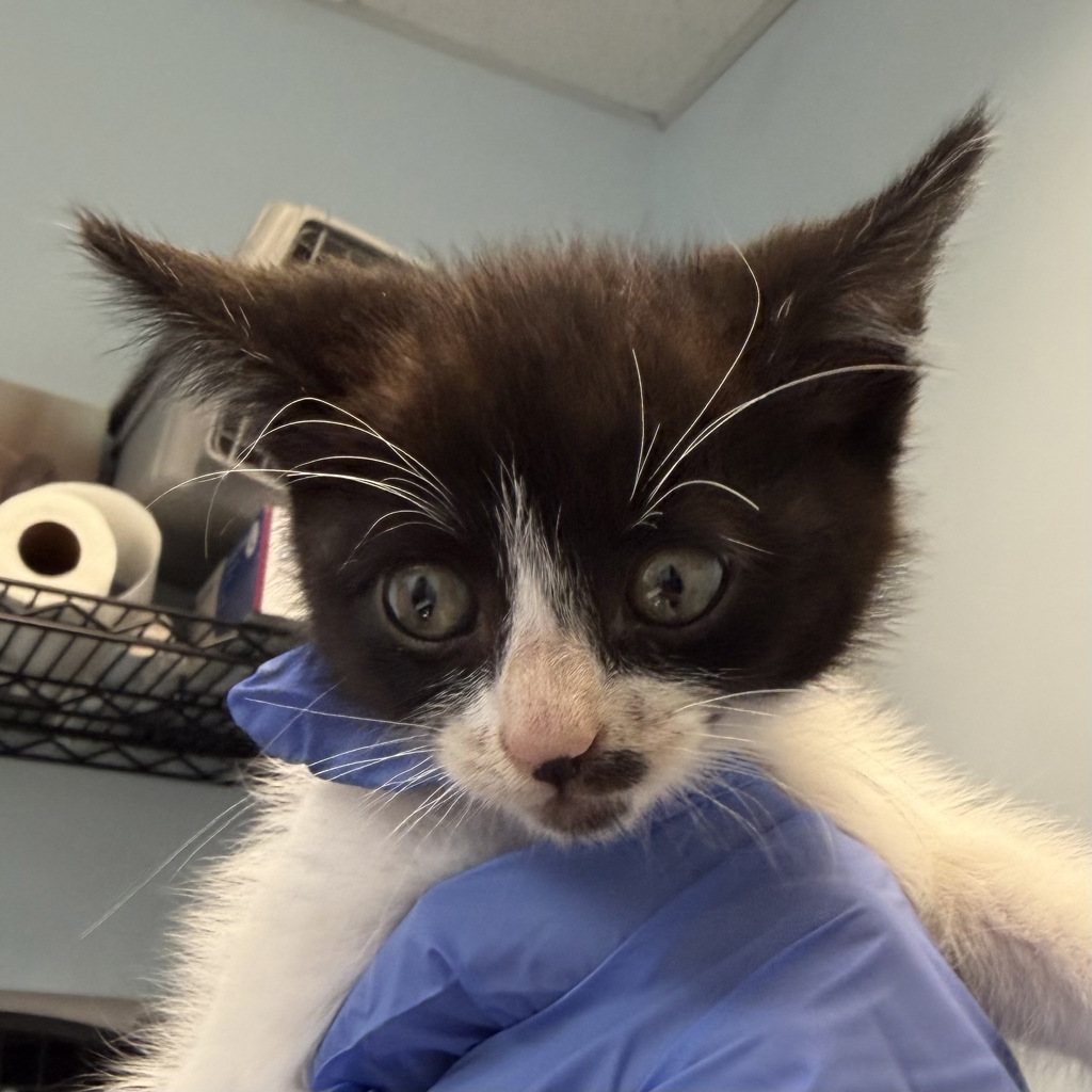 Shelter Stray Male Cat last seen Landis Street, San Diego, CA, 92105, 5500 Gaines St, San Diego, CA 92110, USA