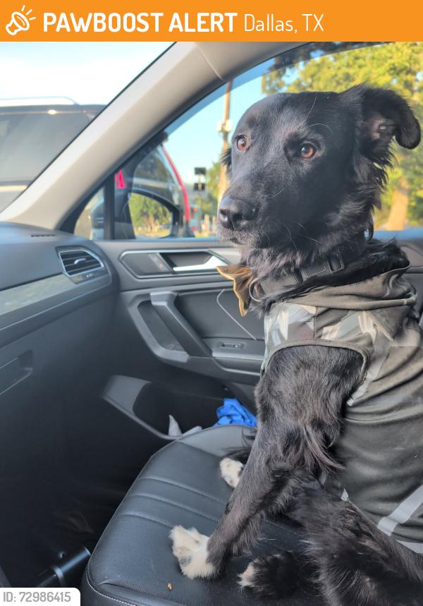 Found/Stray Female Dog last seen Near Walnut Hill & Audelia area, Dallas, TX 75238