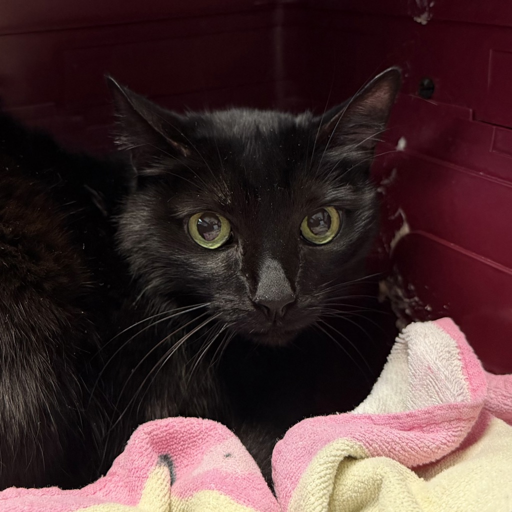 Shelter Stray Female Cat last seen Near Herbert Street, San Diego, CA, 92103, 5500 Gaines St, San Diego, CA 92110, USA