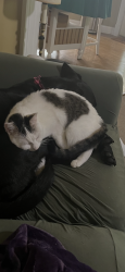 Lost Female Cat last seen End of Laguna Court in Meadowbrook Woods, Manassas, VA 20112