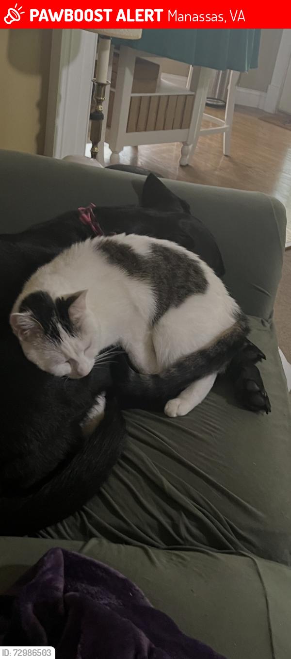 Lost Female Cat last seen End of Laguna Court in Meadowbrook Woods, Manassas, VA 20112