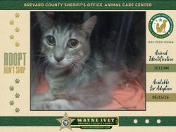 Shelter Stray Unknown Cat last seen Near N Carpenter Road, TITUSVILLE, FL, 32796, 5100 W Eau Gallie Blvd, Melbourne, FL 32934, USA