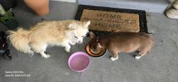 Reunited Unknown Dog last seen 49th street and 54th avenue, Lealman, FL 33709