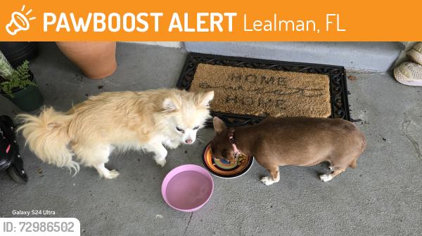 Found/Stray Unknown Dog last seen 49th street and 54th avenue, Lealman, FL 33709