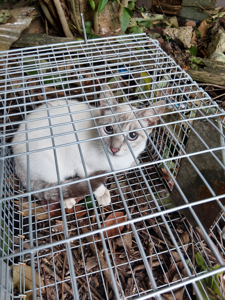 Shelter Stray Unknown Cat last seen Near Scott Street, SCOTT, LA, 70583, 410 Dugas Rd, Lafayette, LA 70507, USA