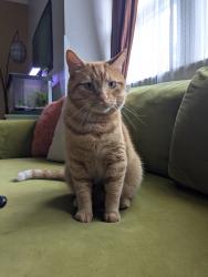 Reunited Male Cat last seen Washington and Arlington , Indianapolis, IN 46219