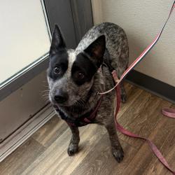 Shelter Stray Female Dog last seen Apt 12,5415 Santa Margarita Street, San Diego, CA, 92114, 5500 Gaines St, San Diego, CA 92110, USA