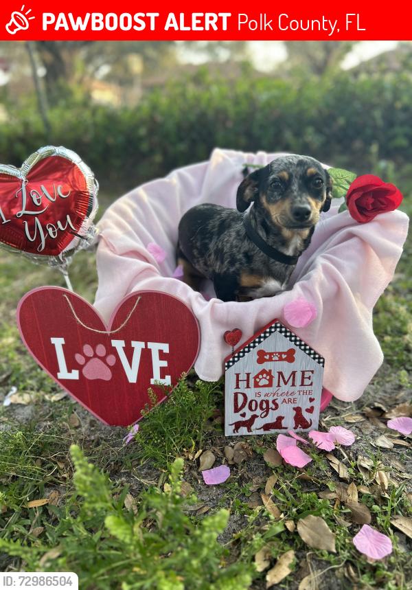Lost Female Dog last seen Spirit lake road connected to highway 17, Polk County, FL 33880