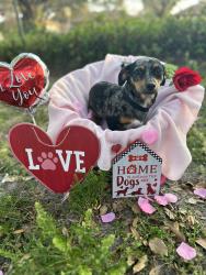 Lost Female Dog last seen Spirit lake road connected to highway 17, Polk County, FL 33880