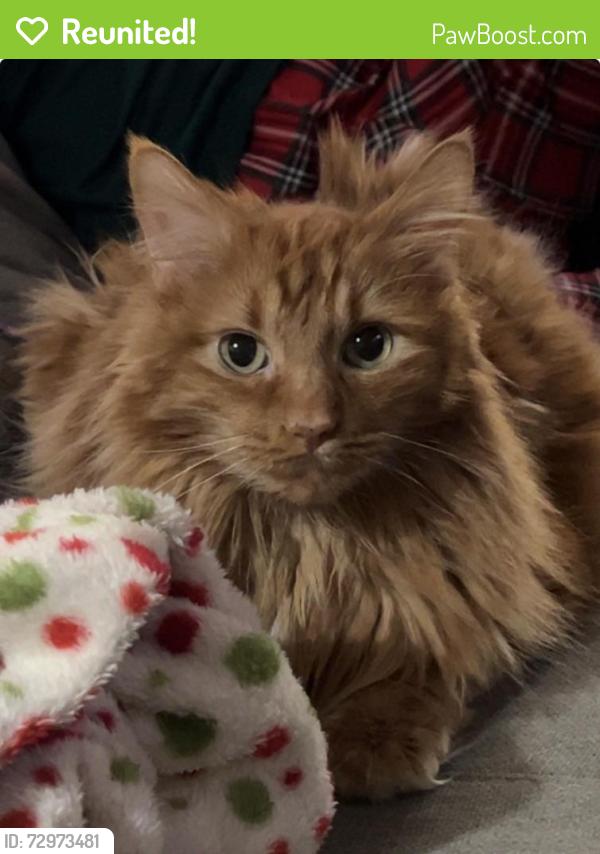 Reunited Male Cat last seen 32nd and monad, Billings, MT 59102