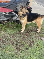 Reunited Male Dog last seen Near Schoolcraft St, Canoga Park, CA 91303, USA, Los Angeles, CA 91303