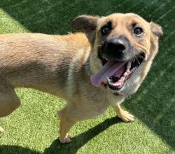 Shelter Stray Female Dog last seen Not Provided., Brawley, CA, 92227, El Cajon, CA 92020, USA