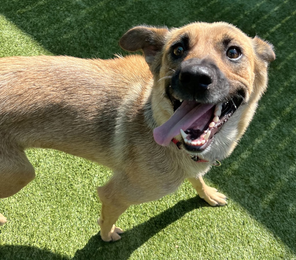 Shelter Stray Female Dog last seen Not Provided., Brawley, CA, 92227, El Cajon, CA 92020, USA