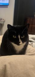 Lost Female Cat last seen Between Chinden and McMillen , Meridian, ID 83713