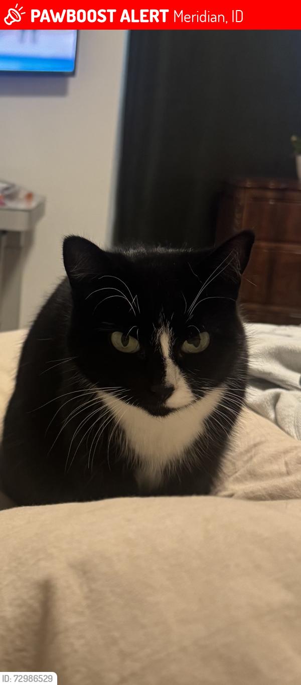 Lost Female Cat last seen Between Chinden and McMillen , Meridian, ID 83713