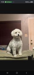 Lost Female Dog last seen Near e 52nd pl los angeles, Los Angeles, CA 90011