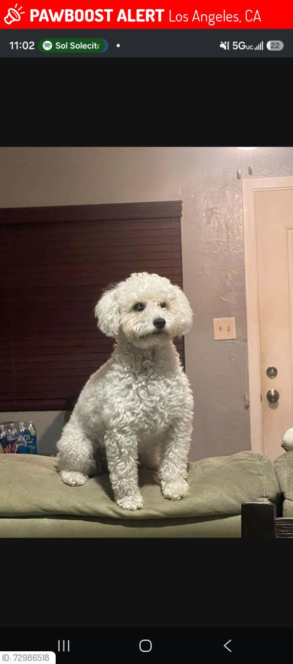Lost Female Dog last seen Near e 52nd pl los angeles, Los Angeles, CA 90011