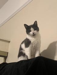 Reunited Female Cat last seen 20th and Market St, Oakland, CA 94607