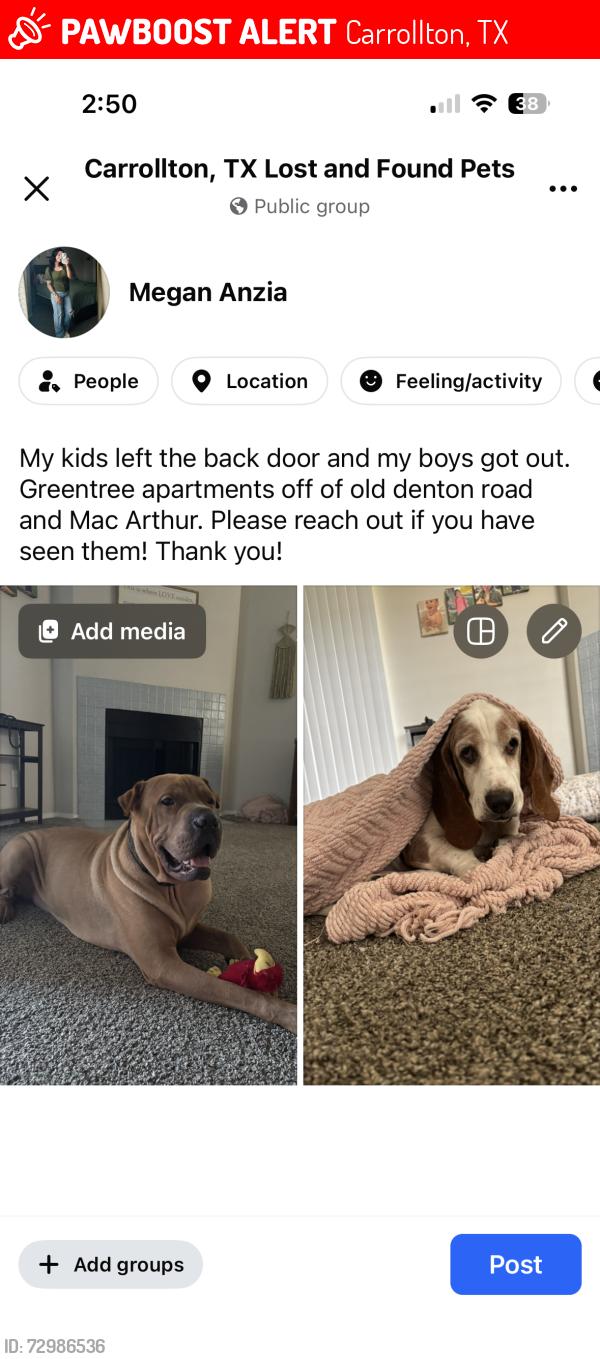 Lost Male Dog last seen Old Denton Road and Mac Arthur, Carrollton, TX 75007