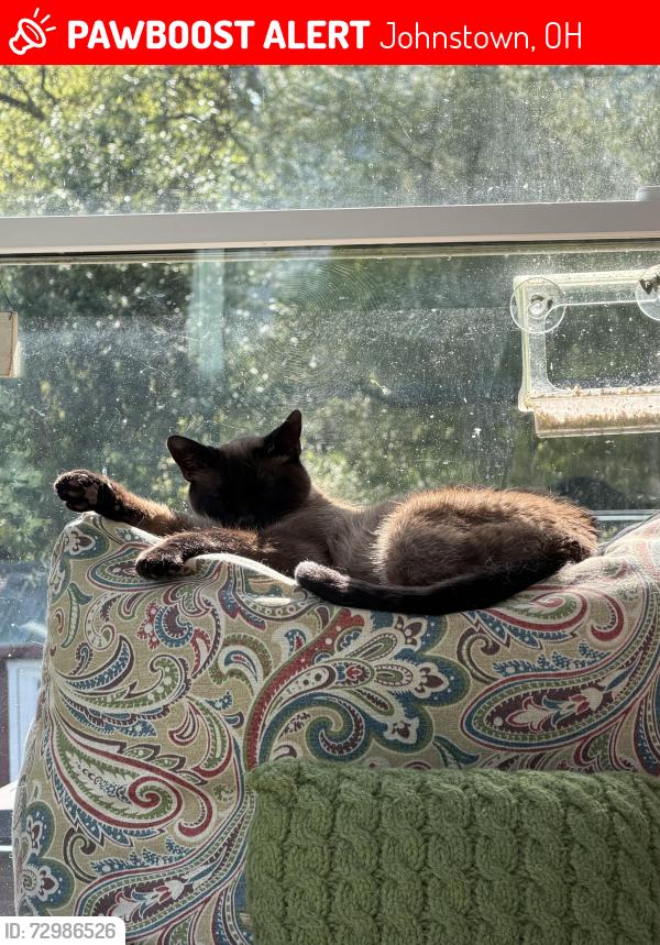 Lost Male Cat last seen Nichols lane, Johnstown, OH 43031