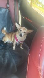 Lost Female Dog last seen Biscayne Boulevard and NE 163rd St., North Miami Beach, FL 33160
