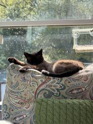 Lost Male Cat last seen Nichols lane, Johnstown, OH 43031