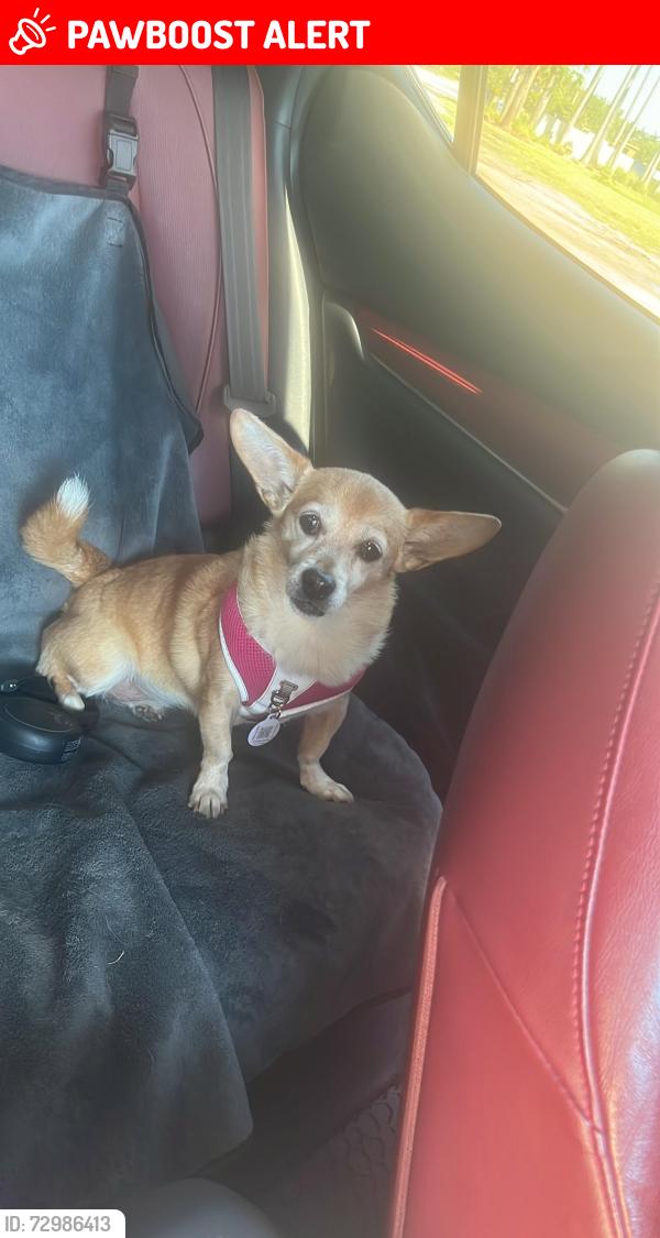 Lost Female Dog last seen Biscayne Boulevard and NE 163rd St., North Miami Beach, FL 33160