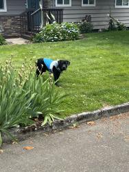 Reunited Male Dog last seen NW 80th street near 78th, Vancouver, WA 98665