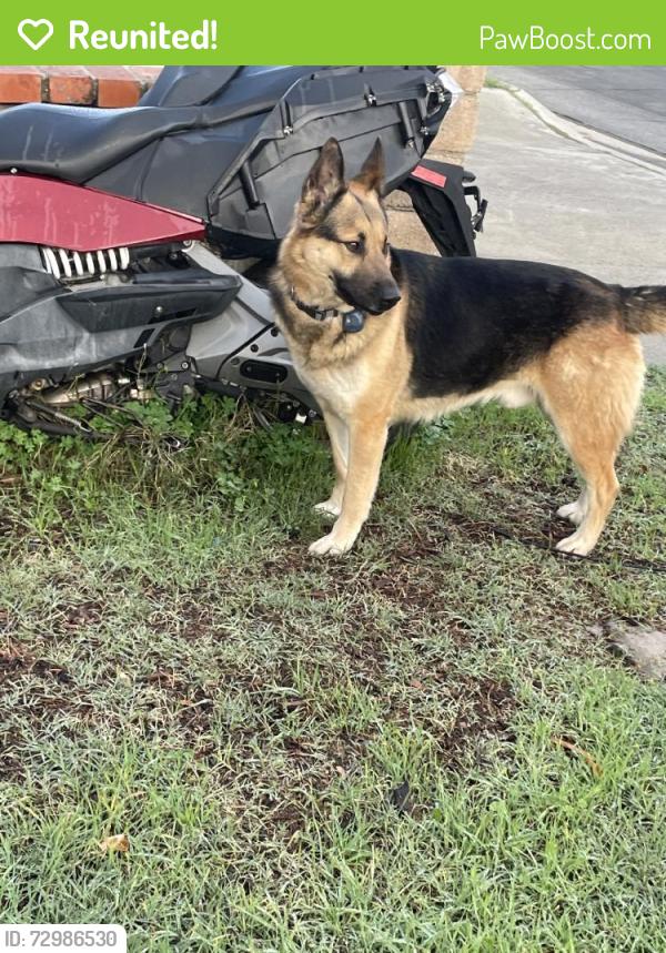 Reunited Male Dog last seen Near Schoolcraft St, Canoga Park, CA 91303, USA, Los Angeles, CA 91303