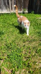 Lost Female Cat last seen Churchill Meadows Blvd at Britannia Rd W, Mississauga, ON L5M