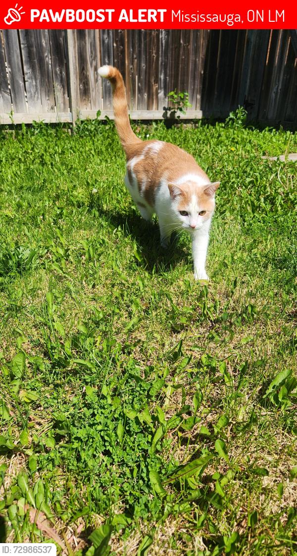 Lost Female Cat last seen Churchill Meadows Blvd at Britannia Rd W, Mississauga, ON L5M