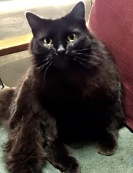 Reunited Female Cat last seen Lynn Haven Ct Lexington SC, Lexington County, SC 29073