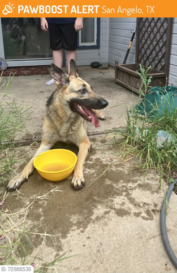 Found/Stray Female Dog last seen Jacie and Rick’s in Paul Ann, San Angelo, TX 76905
