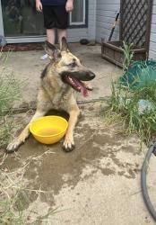 Found/Stray Female Dog last seen Jacie and Rick’s in Paul Ann, San Angelo, TX 76905