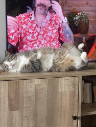 Lost Male Cat last seen Near Lemans Ct, Indianapolis, IN 46205