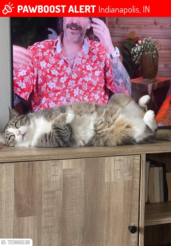 Lost Male Cat last seen Near Lemans Ct, Indianapolis, IN 46205