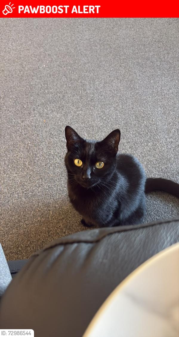 Lost Female Cat last seen Bellfield, East Ayrshire Council, Scotland KA1 3UJ