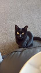 Lost Female Cat last seen Bellfield, East Ayrshire Council, Scotland KA1 3UJ
