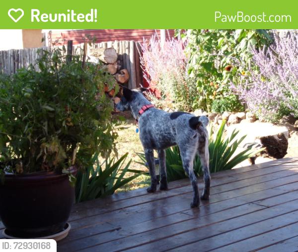 Reunited Female Dog last seen Cuchilla Road and 13 Los Caballos Road, Ranchos de Taos, NM 87557