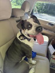 Found/Stray Unknown Dog last seen Belmont Ave and prairie drive , West Babylon, NY 11704