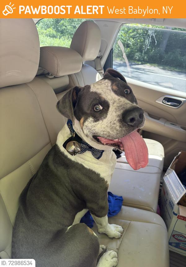 Found/Stray Unknown Dog last seen Belmont Ave and prairie drive , West Babylon, NY 11704
