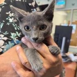 Shelter Stray Male Cat last seen , 3100 Deats Rd, Dickinson, TX 77539, USA