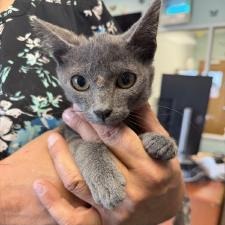 Shelter Stray Male Cat last seen , 3100 Deats Rd, Dickinson, TX 77539, USA