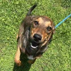 Shelter Stray Female Dog last seen , 2951 S 1st St, Cabot, AR 72023, USA