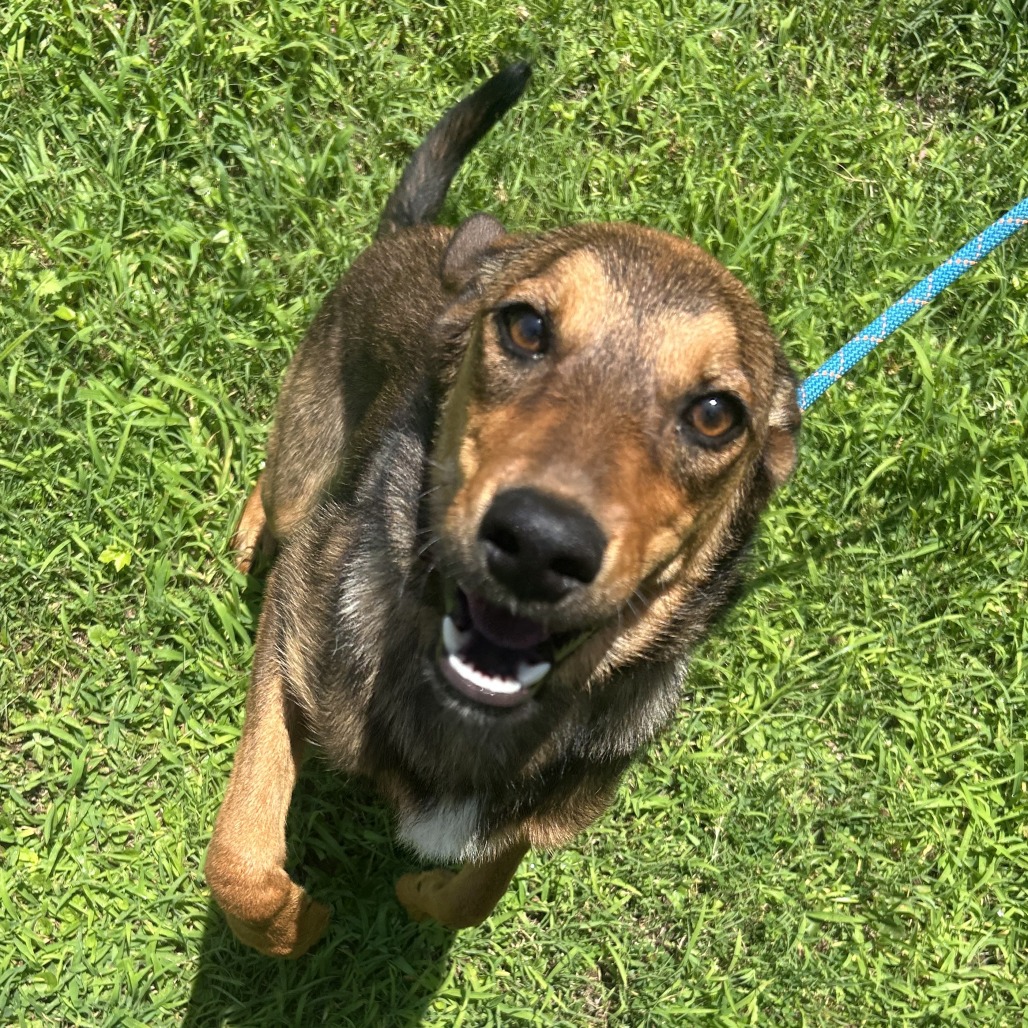 Shelter Stray Female Dog last seen , 2951 S 1st St, Cabot, AR 72023, USA