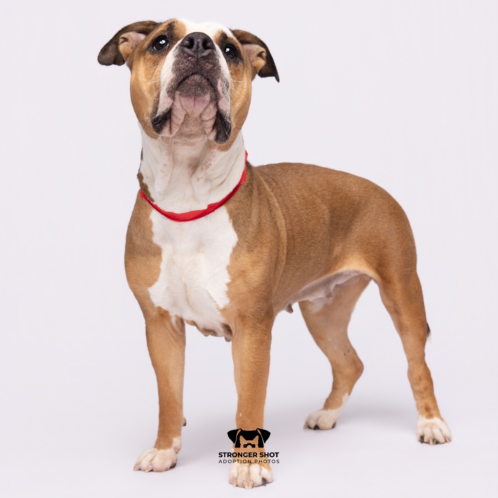 Shelter Stray Female Dog last seen , 3607 N Armenia Ave, Tampa, FL 33607, USA