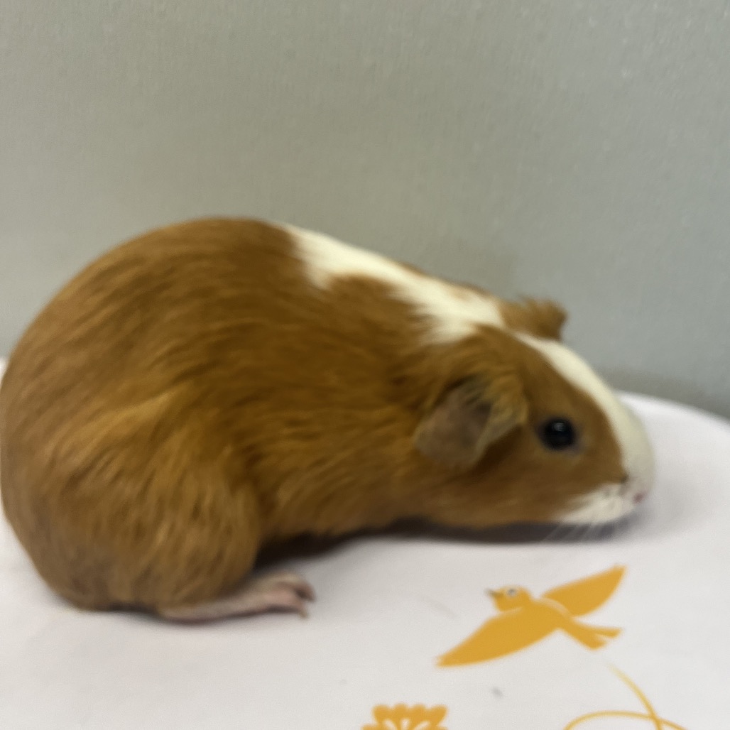 Shelter Stray Female Other last seen , 3607 N Armenia Ave, Tampa, FL 33607, USA