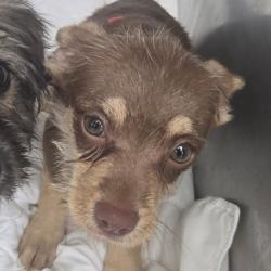 Shelter Stray Male Dog last seen , 54687 Co Rd 19, Bristol, IN 46507, USA