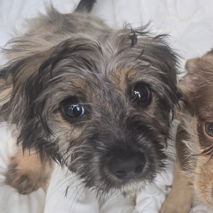 Shelter Stray Male Dog last seen , 54687 Co Rd 19, Bristol, IN 46507, USA