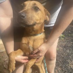 Shelter Stray Female Dog last seen , 5287 Covington Hwy, Decatur, GA 30035, USA